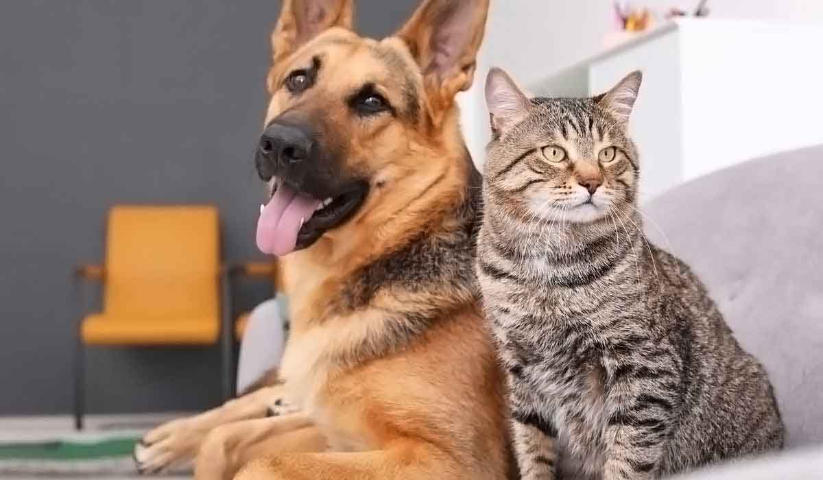 小黑ddos压力测试平台