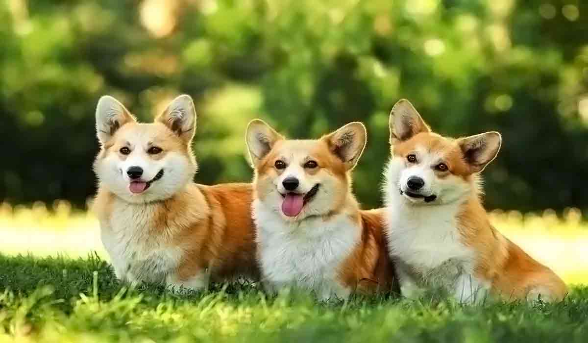 免费DDOS攻击测试工具