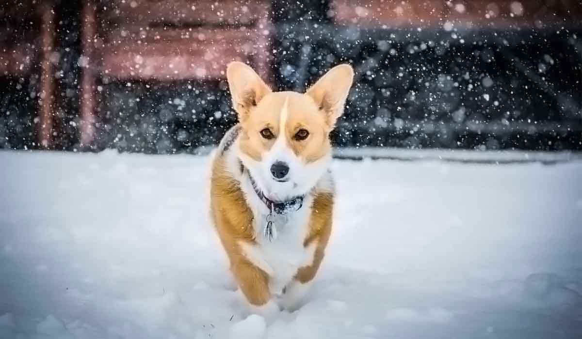 快速切换模式的DDOS网页端