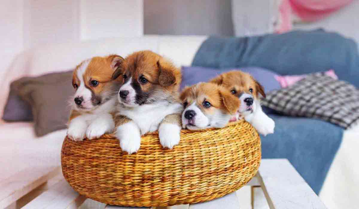 小黑ddos压力测试平台